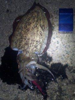 林崎漁港　約一時間ほどのエギングでコウイカがヒット！