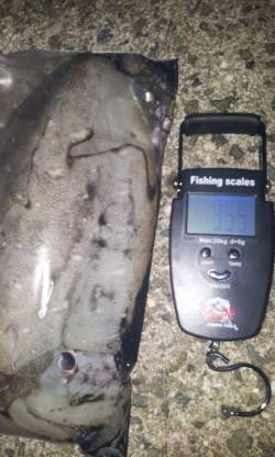 林崎漁港　約一時間ほどのエギングでコウイカ…