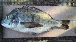 岸和田一文字　落とし込みでチヌ48cm