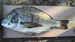 岸和田一文字　落とし込みでチヌ48cm