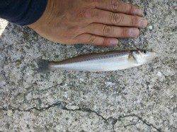 神戸空港　SLエアーシンカーでキス〜21cm8匹