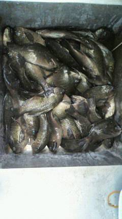 岸和田一文字　ウキ釣りでグレ50匹の好釣果…