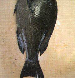 岸和田一文字　ウキ釣りでグレ50匹の好釣果