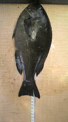 岸和田一文字　ウキ釣りでグレ50匹の好釣果