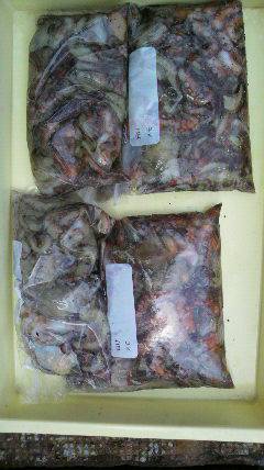 岸和田一文字　タコの数釣り楽しめますよ！