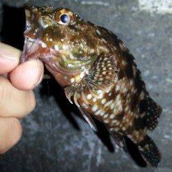 舞洲　チニングでガシラ25cm　向かい風でアジングは断念