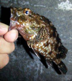 舞洲　チニングでガシラ25cm　向かい風でアジングは断念