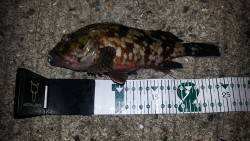 舞洲　チニングでガシラ25cm　向かい風で…