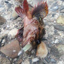 深日　エギング釣行も反応無し…メバリングでガシラのお土産