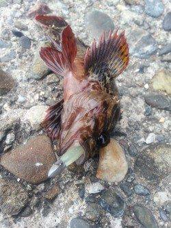 深日　エギング釣行も反応無し…メバリングでガシラのお土産