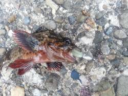 深日　エギング釣行も反応無し…メバリングで…