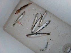 【サビキでイワシ～♪】南芦屋浜リアルタイム