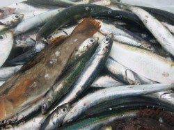 兵庫突堤 今朝もカタクチ絶好調