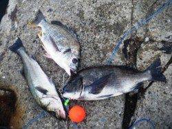 ケイムラが効く!?　泉大津ＲＴ　3日朝