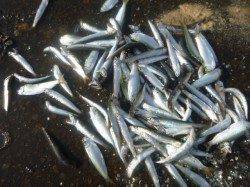 朝の兵突今日もサビキ釣り！