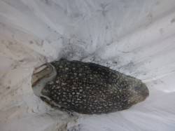 兵突でスズキ、コウイカ、タコも！