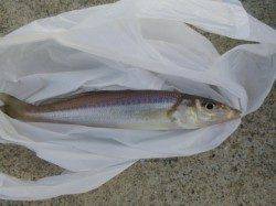 神戸港の各ポイント！