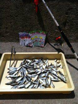 アジュール舞子！アジ、イワシ大爆釣！