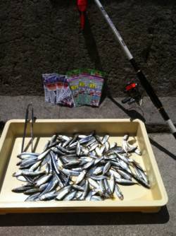 アジュール舞子！アジ、イワシ大爆釣！