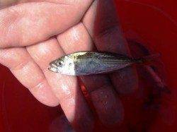 ☆豆アジ・小サバキター☆泉大津ＲＴ　４日