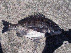 ☆チヌも良いよ～（＾０＾）☆泉大津ＲＴ　４日