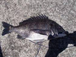 ☆チヌも良いよ～（＾０＾）☆泉大津ＲＴ　４…