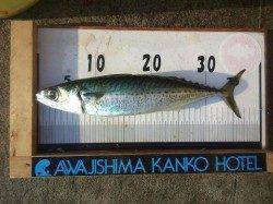 淡路島のショアジグでサバがきた♪♪ハマチも！