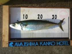 淡路島のショアジグでサバがきた♪♪ハマチも…