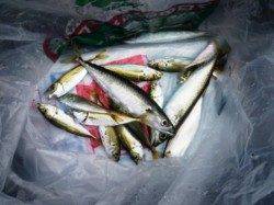 時合いは7時ごろ!?　泉大津RT　6日あさ