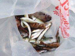 【豆アジ警報発動】アジュール舞子ＲＴ