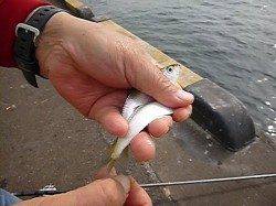 兵突Ｄ～Ｅでイワシ好調