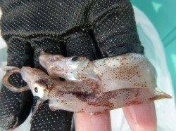 兵突　未明にタチウオ、スルメイカ