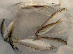 本日泉大津超リアルタイム、今まさに・・・！！