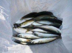 サビキで小サバ、そして!!泉大津RT　7日昼