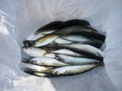 サビキで小サバ、そして!!泉大津RT　7日…