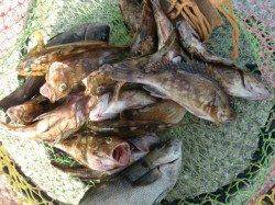 【グレ・ガッシー大爆釣】南芦屋浜リアルタイム