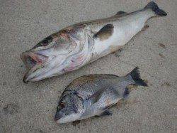 チヌを求めて中紀の筏へ