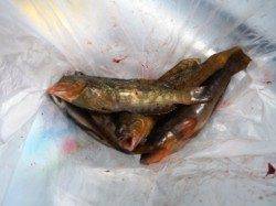 ファミリーフィッシングに♪ 泉大津RT1日朝