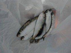 【イワシ・ママカリ釣れてます♪】鳴尾RT