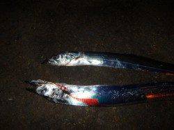 夜の兵突今日のタチウオ！