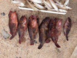 間人　投げ釣りでマダイ狙い　結果ガシラとキスの好釣果！