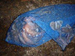 兵突、楽しい夜釣り!