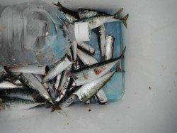 早朝から小サバ･豆アジ☆泉大津RT9日・朝