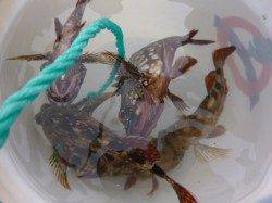 北公園で良型ハネ　良型ガシラ