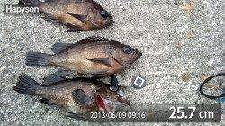 Oh～!根魚フィーバー♪岸和田一文字RT9日