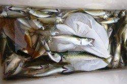 貝塚人工島～食コン　キビナゴ釣れた！