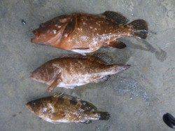 空港でアコウ、小野浜でイワシなど