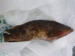 兵突でアコウとチヌも！