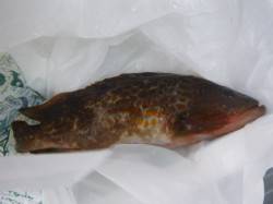 兵突でアコウとチヌも！