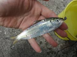 【イワシ・タコ】むこがわＲＴ（１１日）